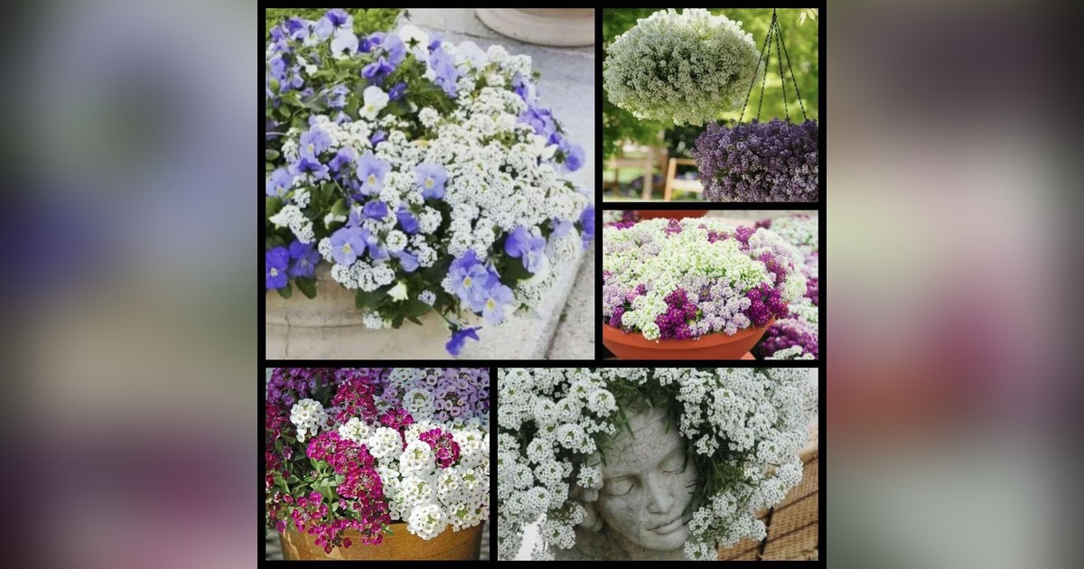 Lobularia maritima mix magok eladók + AJÁNDÉK