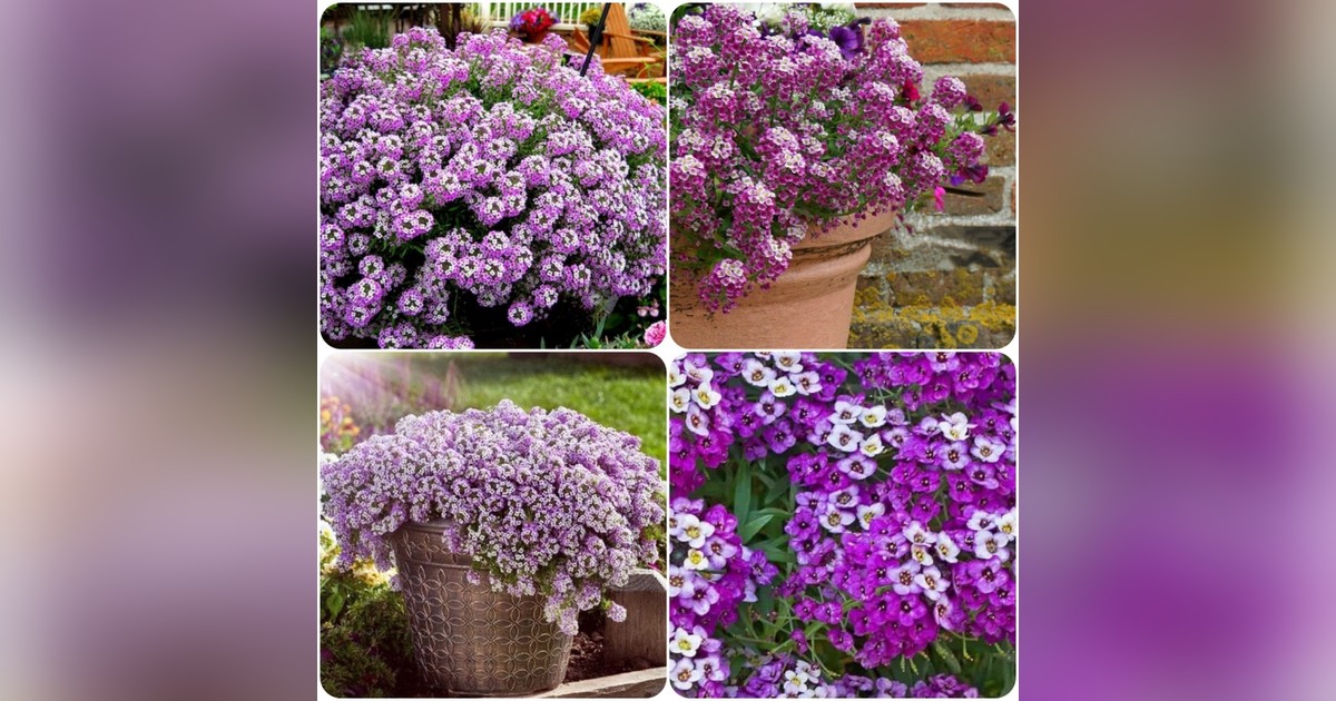 Illatos Lobularia maritima 'Purple Carpet' magok eladók + AJÁNDÉK