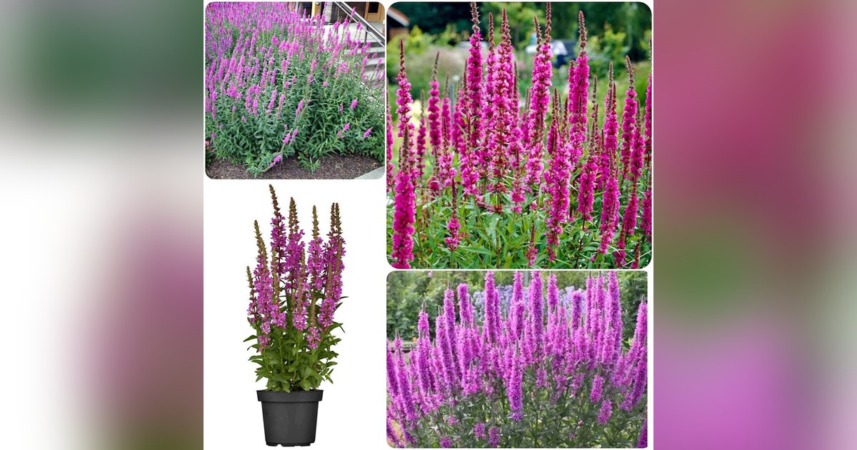 Lythrum salicaria magok eladók + AJÁNDÉK