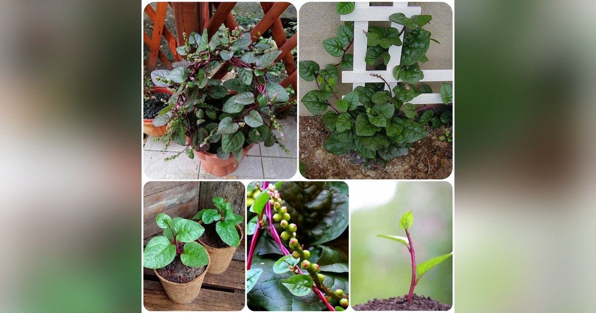 Malabári spenót (Basella alba var. Rubra) magok eladók + AJÁNDÉK