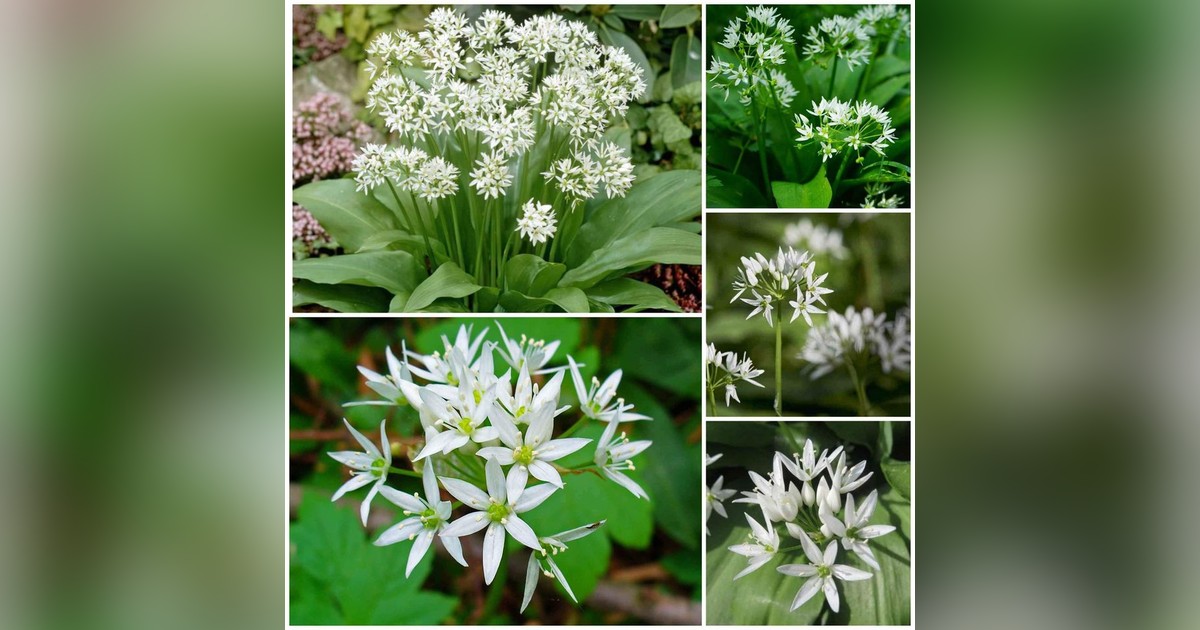 Medvehagyma magok eladók + AJÁNDÉK