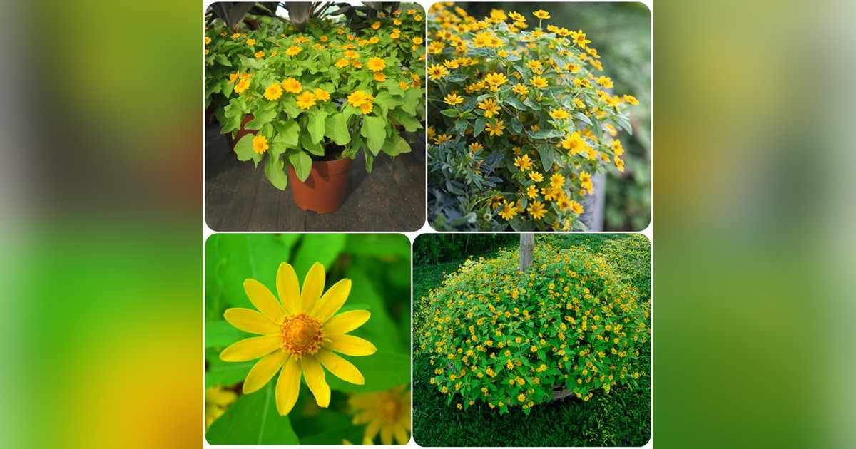Melampodium paludosum 'Butter Daisy' magok eladók + AJÁNDÉK!