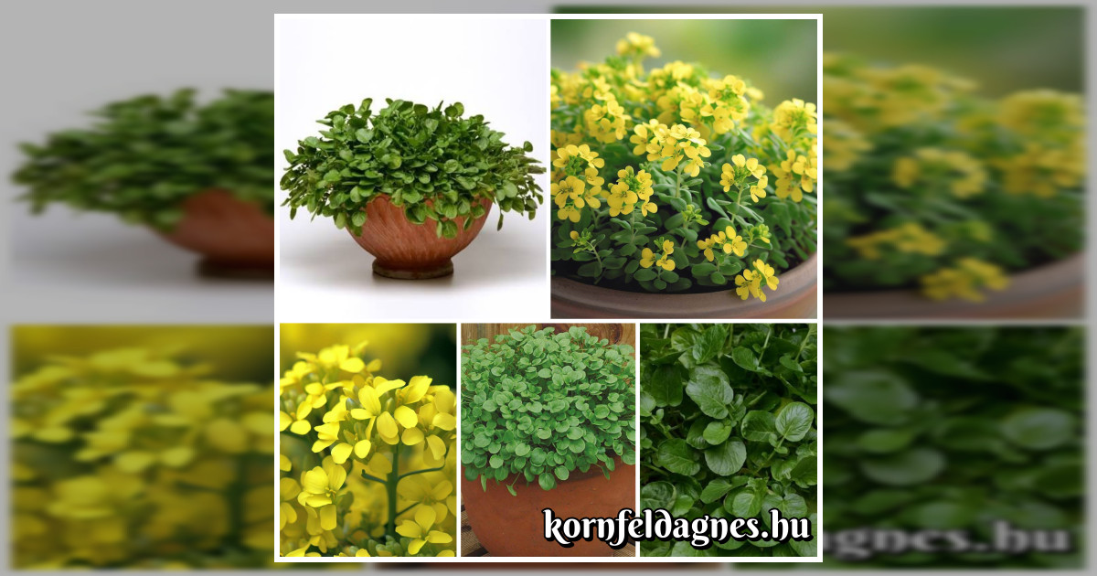 Amerikai vízitorma magok eladók + AJÁNDÉK