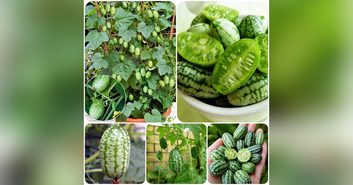 Mexikói datolyauborka magok eladók + AJÁNDÉK