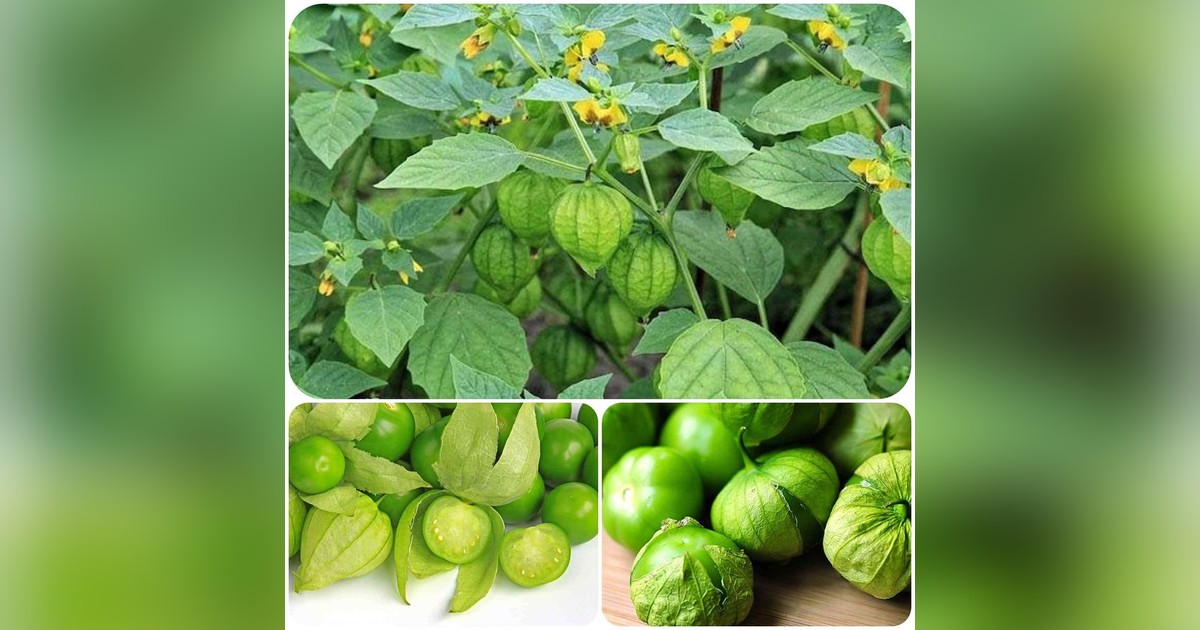 Mexikói földicseresznye &#039;Tomatillo&#039; magok eladók + AJÁNDÉK