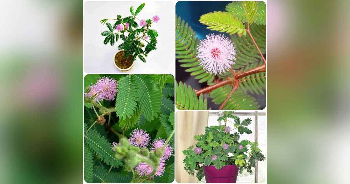 Mimosa pudica magok eladók + AJÁNDÉK