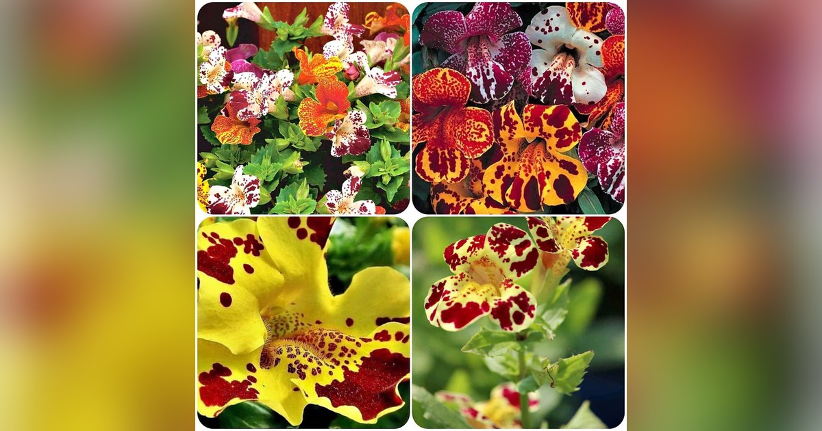 Mimulus tigrinus mix magok eladók + AJÁNDÉK