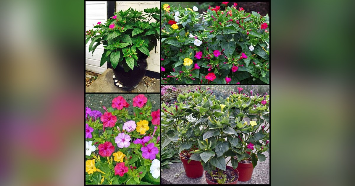 Mirabilis jalapa mix magok eladók + AJÁNDÉK