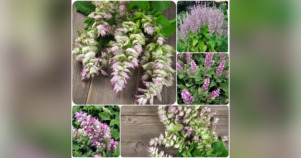 Muskotályzsálya (Salvia Sclarea) magok eladók + AJÁNDÉK