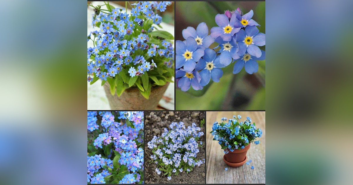 Myosotis Sylvatica magok eladók + AJÁNDÉK