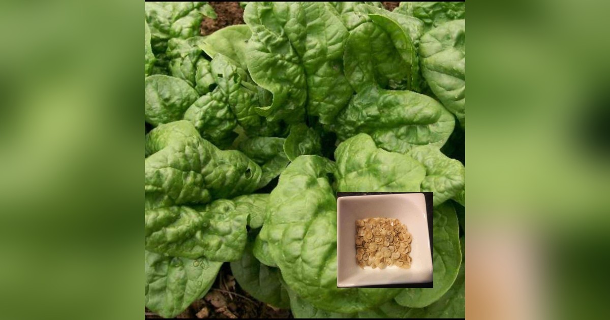 Nagylevelű spenót magok eladók + AJÁNDÉK