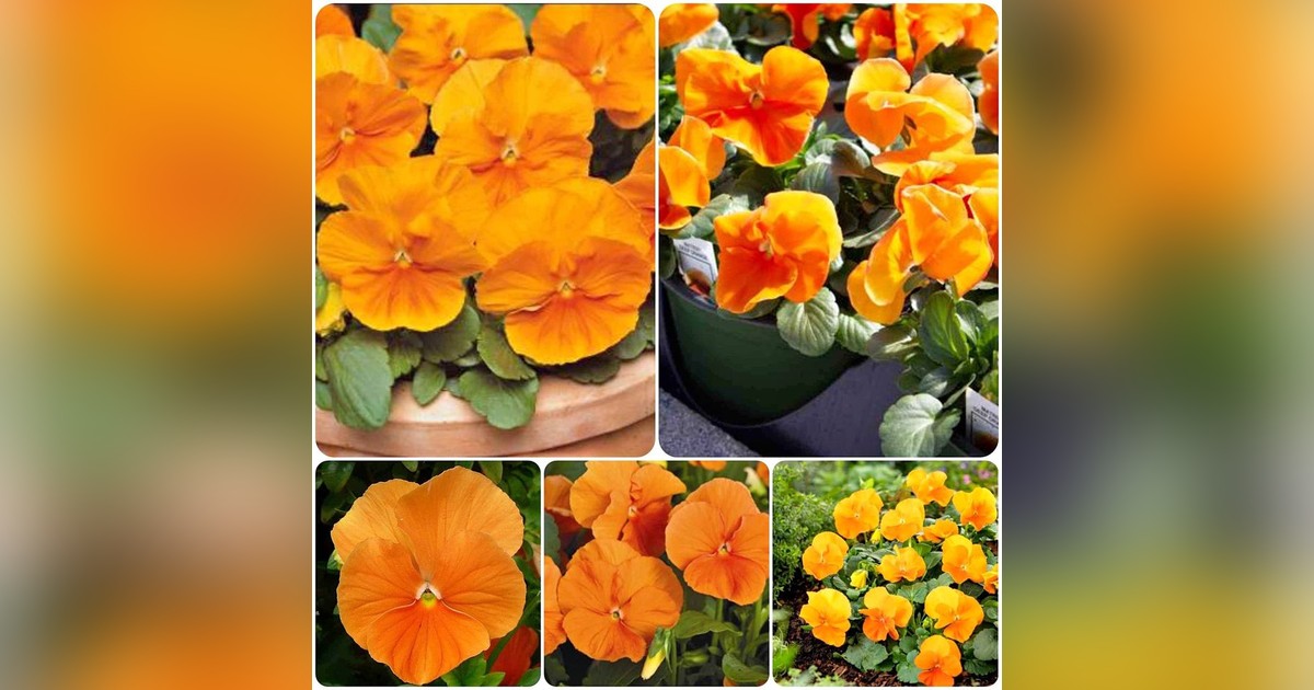 Narancssárga árvácska magok eladók + AJÁNDÉK