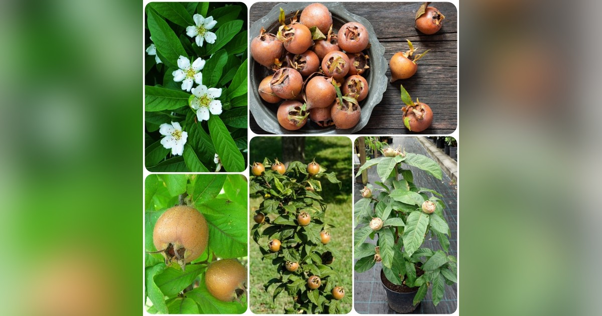 Naspolya (Mespilus germanica) magok eladók + AJÁNDÉK