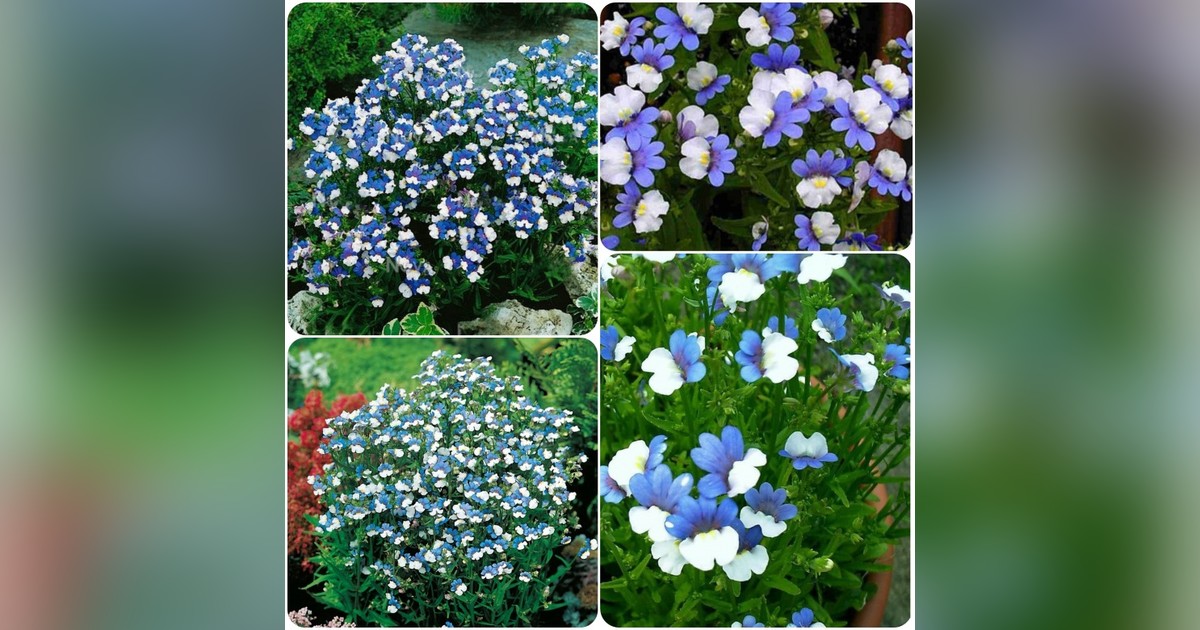 Nemesia strumosa 'blue &amp; white' magok eladók + AJÁNDÉK
