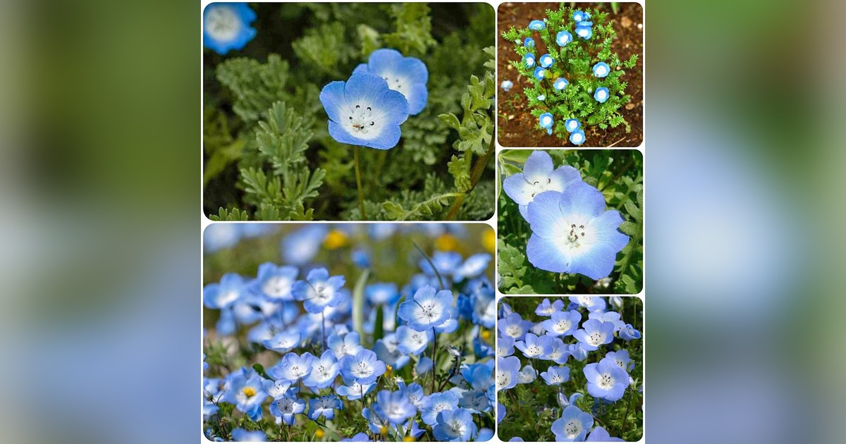 Nemophila menziesii "Baby Blue Eyes" magok eladók + AJÁNDÉK