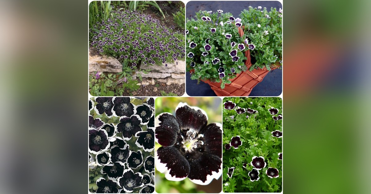 Nemophila menziesii 'penny black' magok eladók + AJÁNDÉK