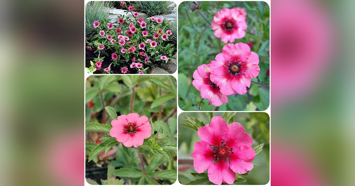 Nepáli pimpó 'Miss Willmott' magok eladók + AJÁNDÉK