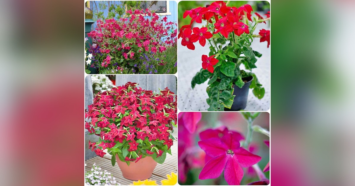 Nicotiana alata 'crimson bedder' magok eladók + AJÁNDÉK