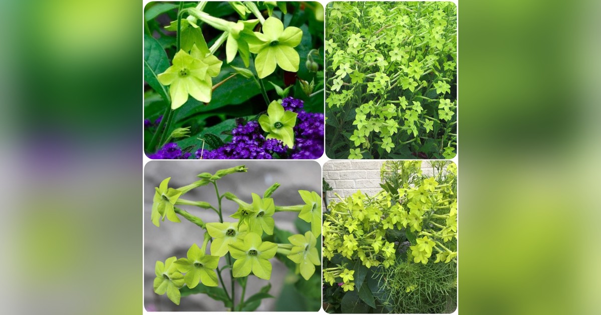 Nicotiana alata 'Lime Green' magok eladók + AJÁNDÉK!