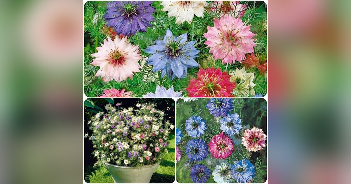 Nigella Damascena Mix magok eladók + AJÁNDÉK