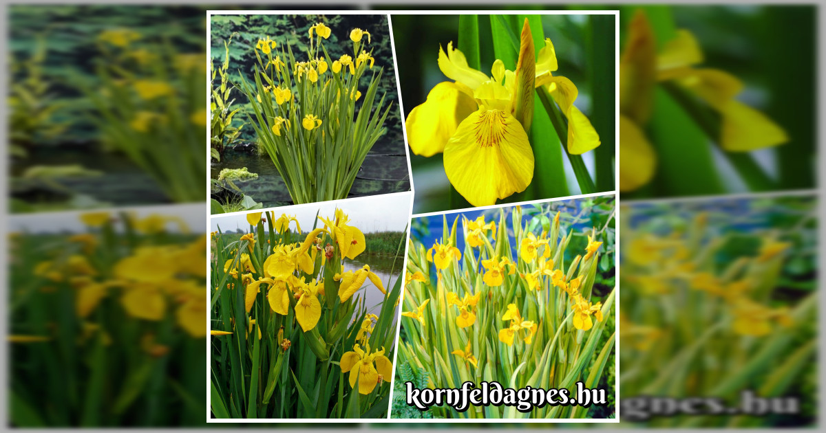 Mocsári nőszirom magok eladók + AJÁNDÉK