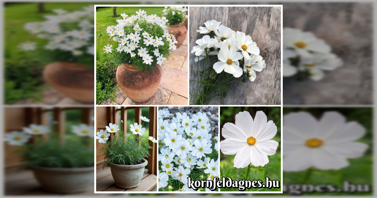 Hófehér cosmos bipinnatus "white dreams" magok eladók + AJÁNDÉK