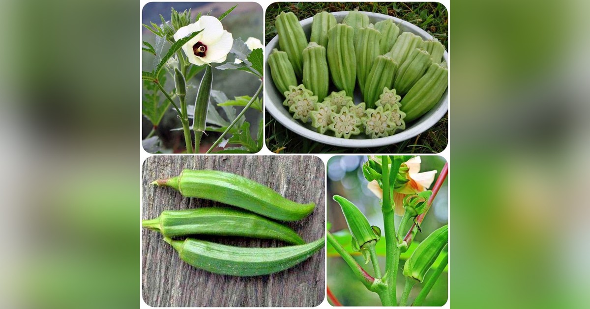 Okra magok eladók + AJÁNDÉK
