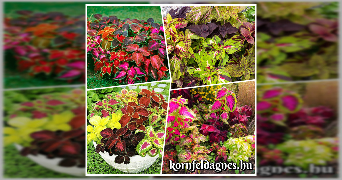 Coleus blumei 'everest formula mix' magok eladók +AJÁNDÉK