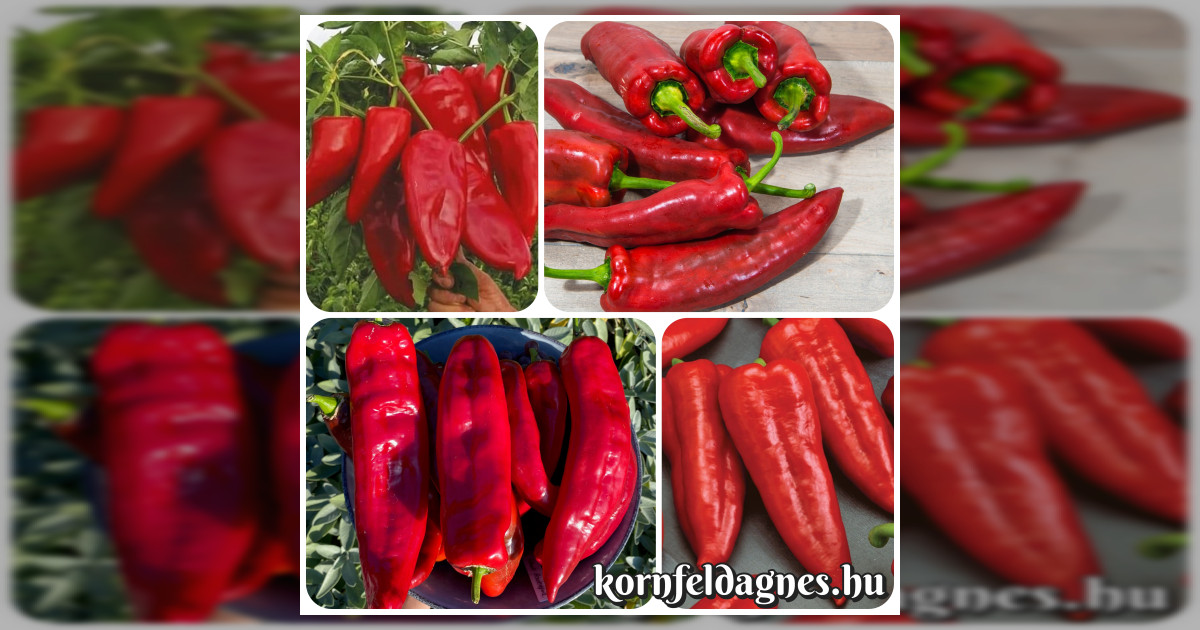 Folytonnövő édes fűszerpaprika magok eladók + AJÁNDÉK