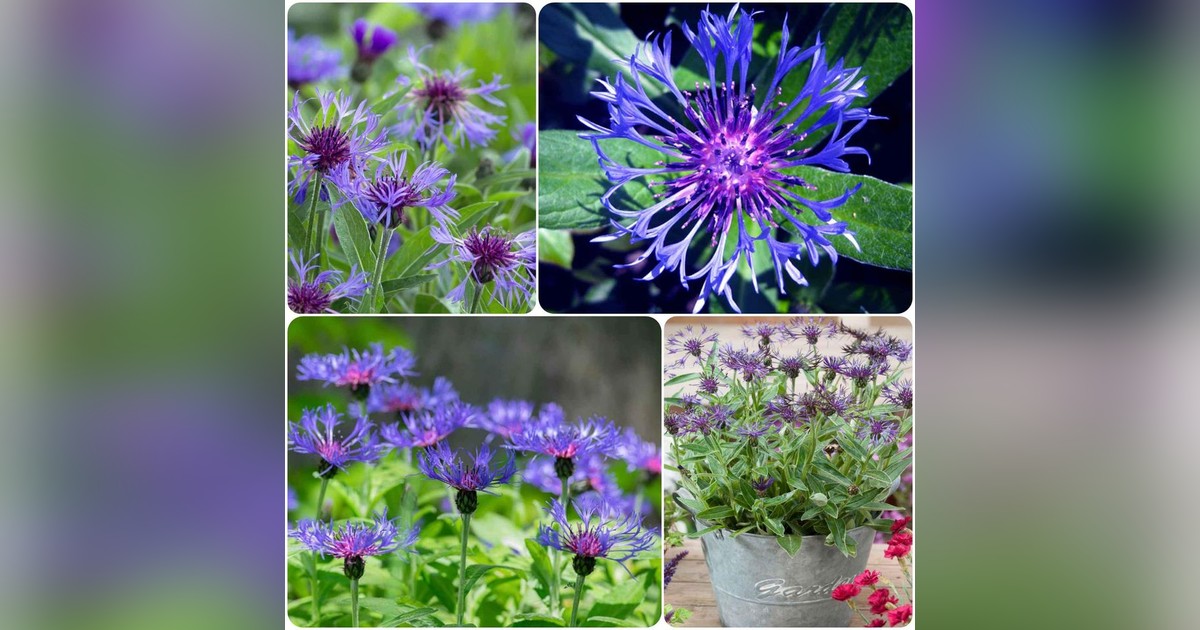 Önvető évelő! Hegyi imola (centaurea montana) magok eladók + AJÁNDÉK