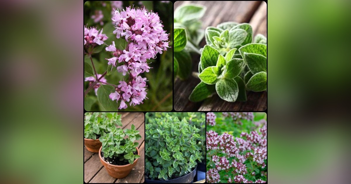 Oregánó (origanum vulgare) magok eladók + AJÁNDÉKOT is kapsz melléjük