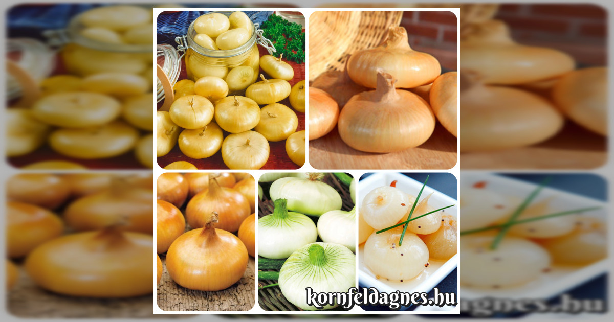 KÜLÖNLEGESSÉG! Borettana vöröshagyma magok eladók + AJÁNDÉK