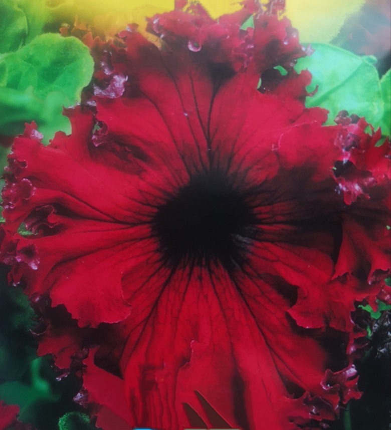 Óriásvirágú fodros bordó petúnia magok eladók + AJÁNDÉK