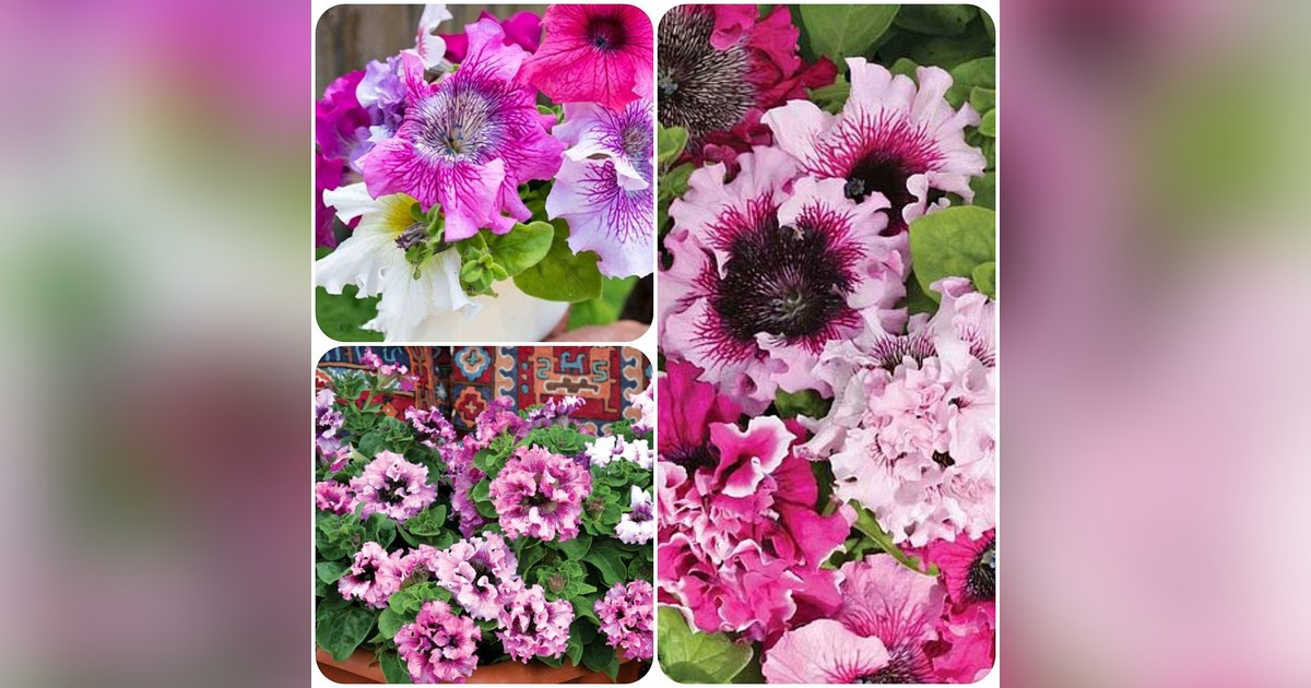 Óriásvirágú fodros petúnia mix magok eladók + AJÁNDÉK