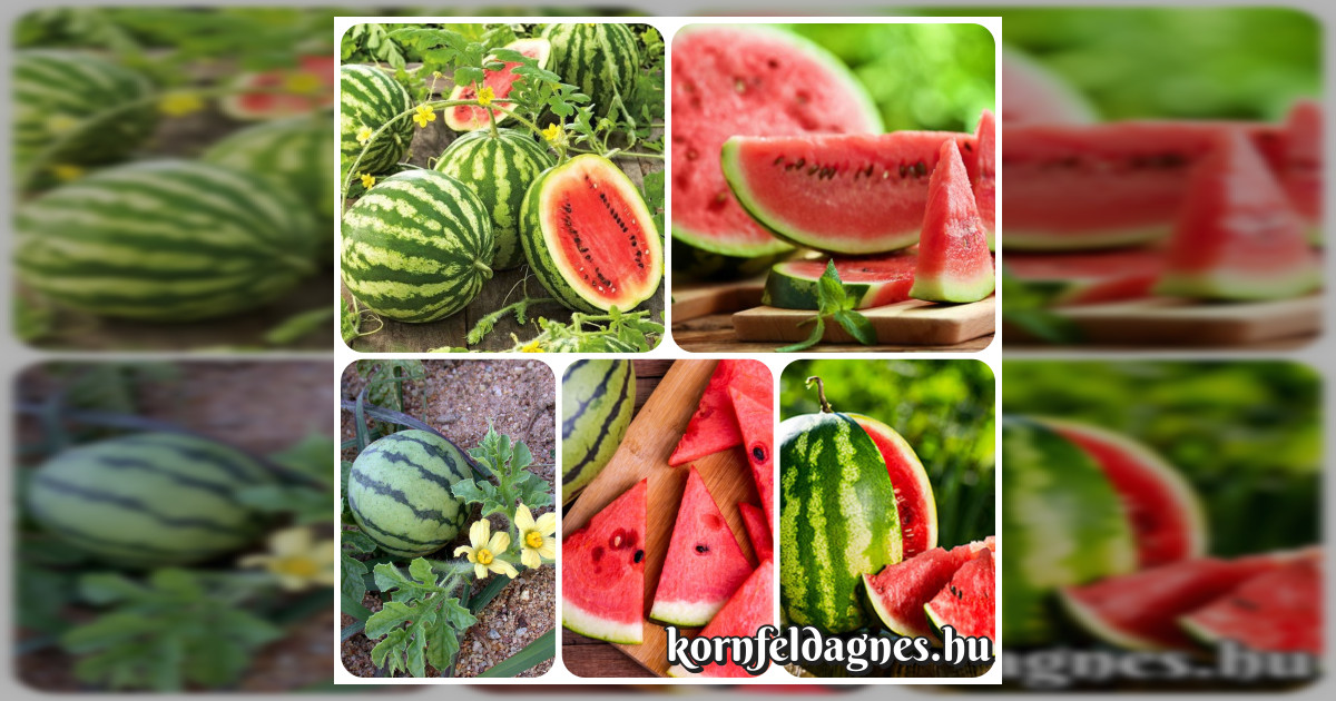 Görögdinnye &#039;Crisby&#039; magok eladók + AJÁNDÉK