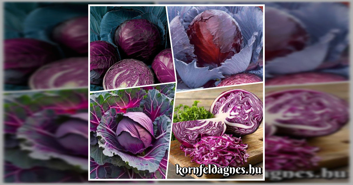 Vöröskáposzta 'ruby' magok eladók + AJÁNDÉK