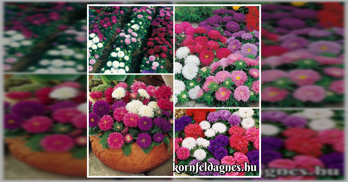 Törpe bokros Callistephus chinensis mix magok eladók + AJÁNDÉK