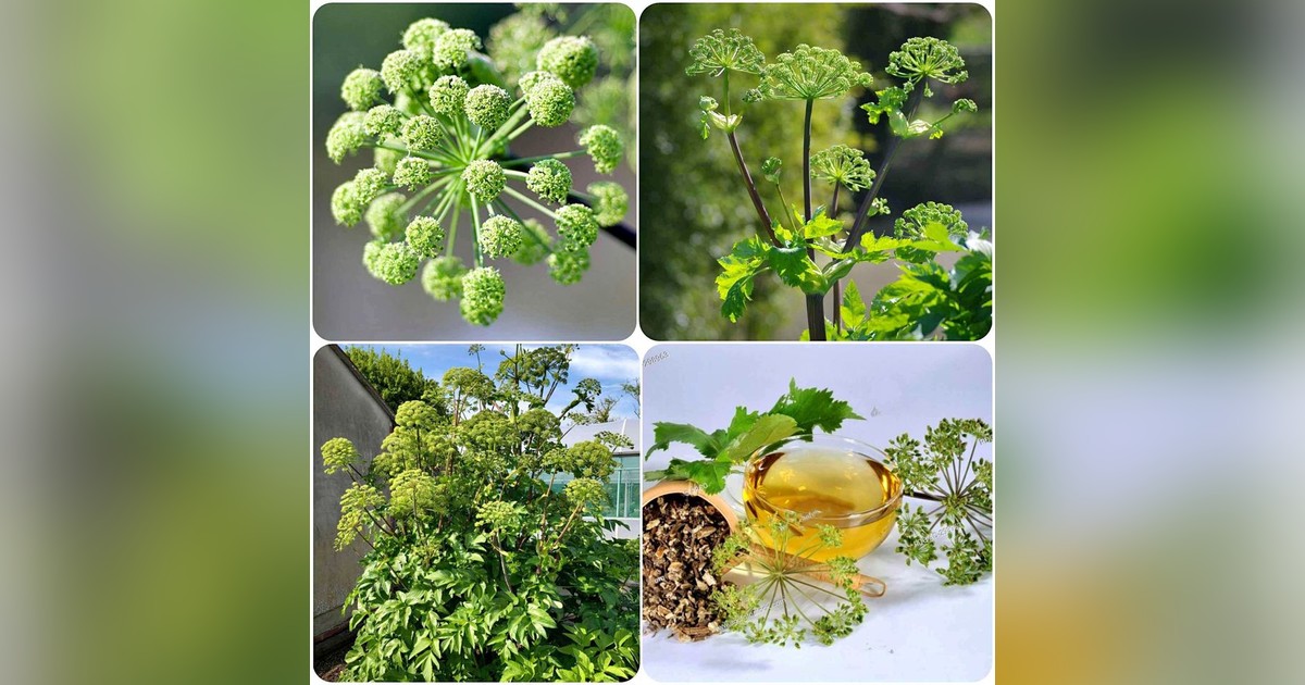 Orvosi Angyalgyökér magok eladók + AJÁNDÉK