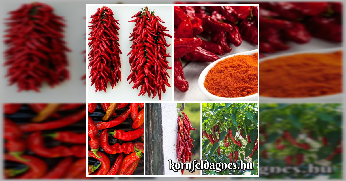 Bőtermő édes fűszerpaprika 'Mihnea' magok eladók + AJÁNDÉK