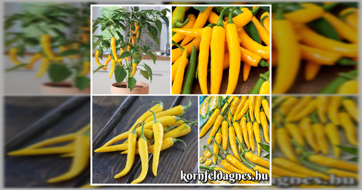 Bőtermő Yellow Cayenne chili paprika magok eladók + AJÁNDÉK
