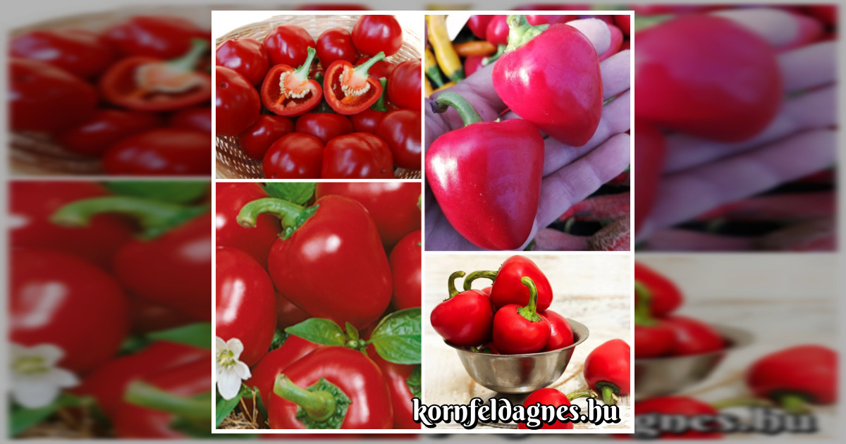 Bőtermő óriás cseresznyepaprika magok eladók + AJÁNDÉK