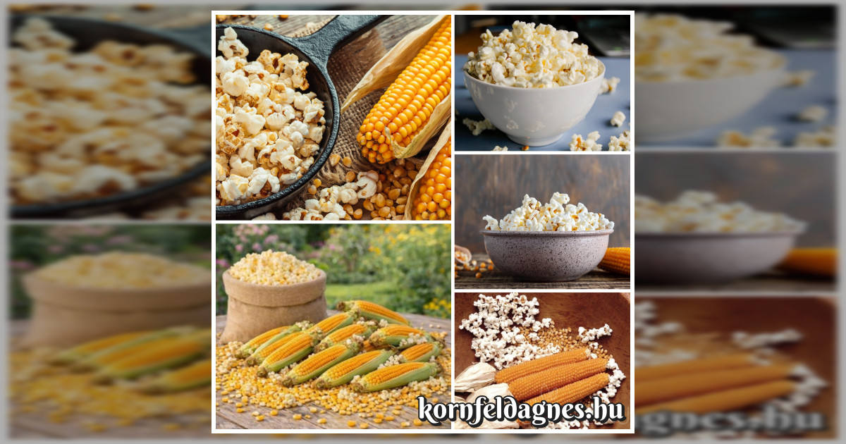 Bőtermő pattogtatni való kukorica magok eladók + AJÁNDÉK