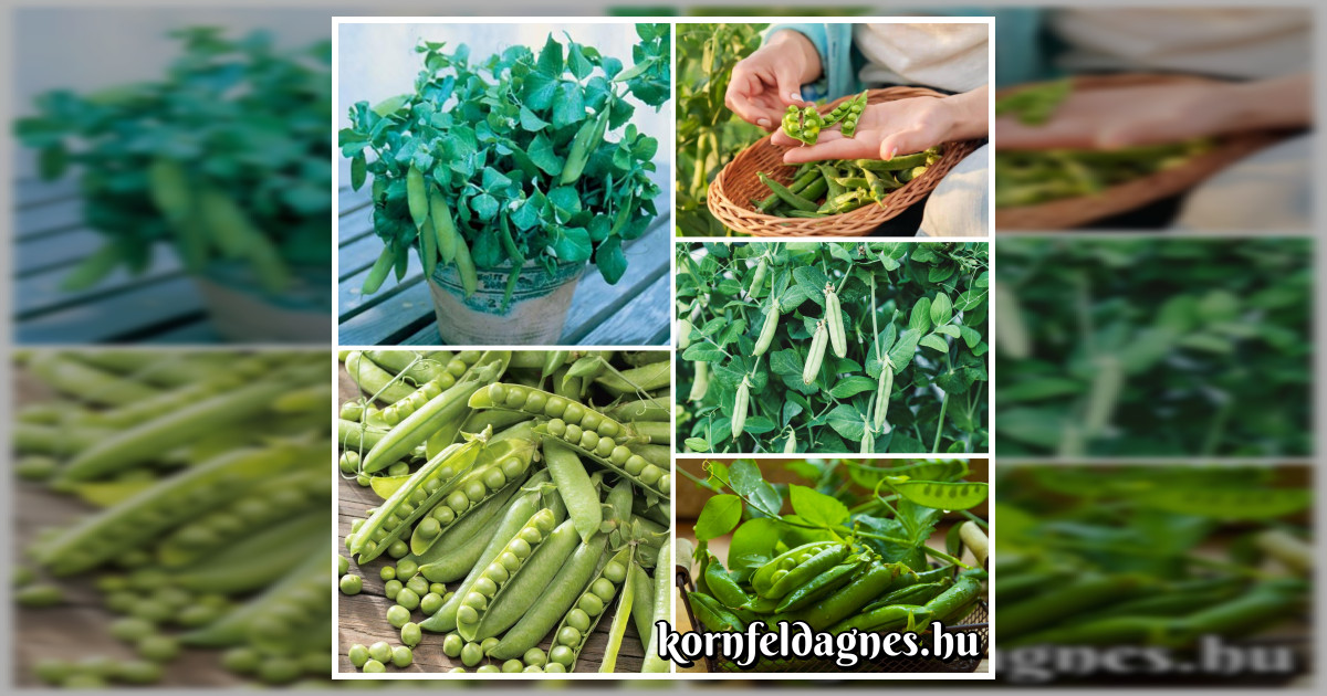Bőtermő rajnai törpe borsó magok eladók + AJÁNDÉK