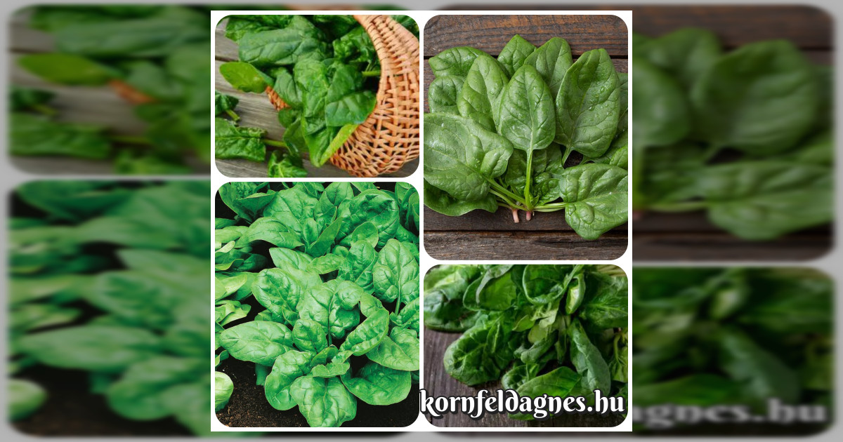 Bőtermő spenót magok eladók + AJÁNDÉK!