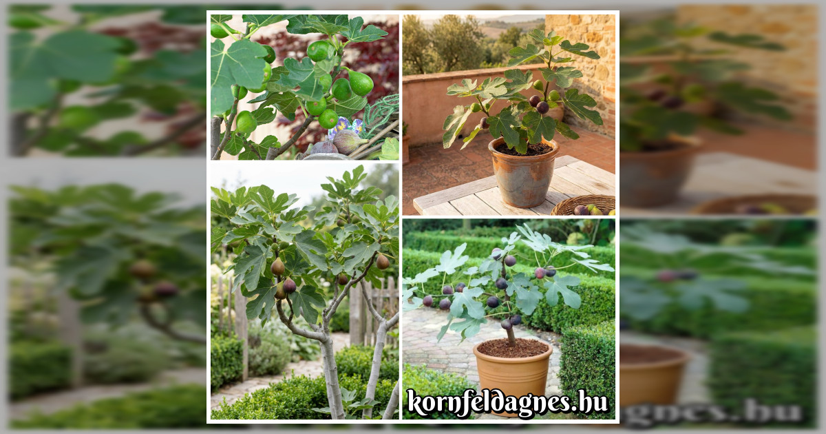 Közönséges füge (ficus carica) magok eladók + AJÁNDÉK!