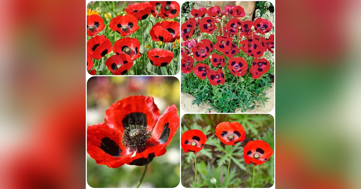 Papaver Commutatum &#039;Ladybird&#039; magok eladók + AJÁNDÉK