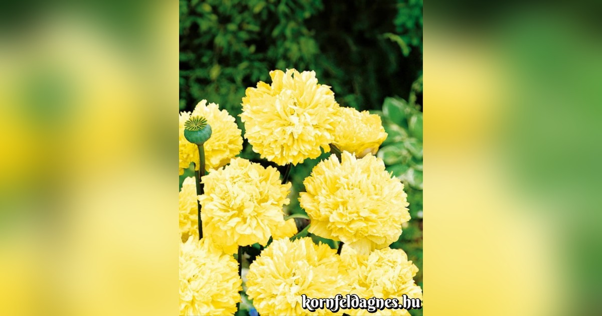 Papaver paeoniflorum 'double yellow' magok eladók + AJÁNDÉK