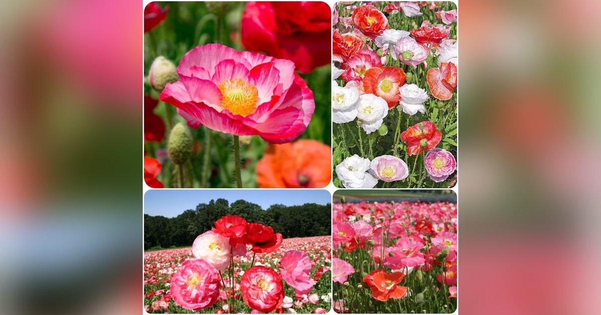 Papaver Rhoeas "shirley poppy double mix" magok eladók + AJÁNDÉK