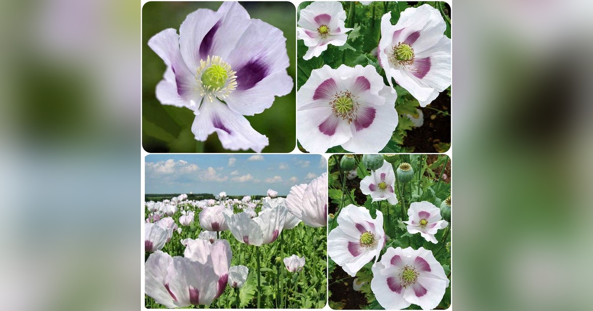 Papaver Somniferum 'blue moon' magok eladók + AJÁNDÉK