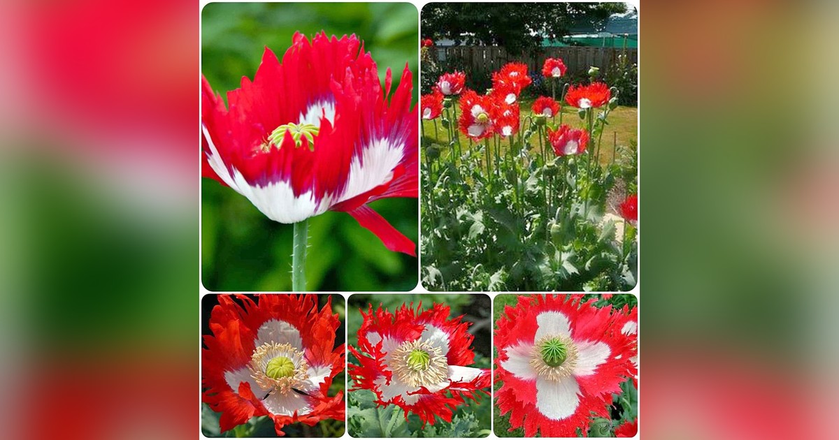Papaver Somniferum danish flag magok eladók + AJÁNDÉK